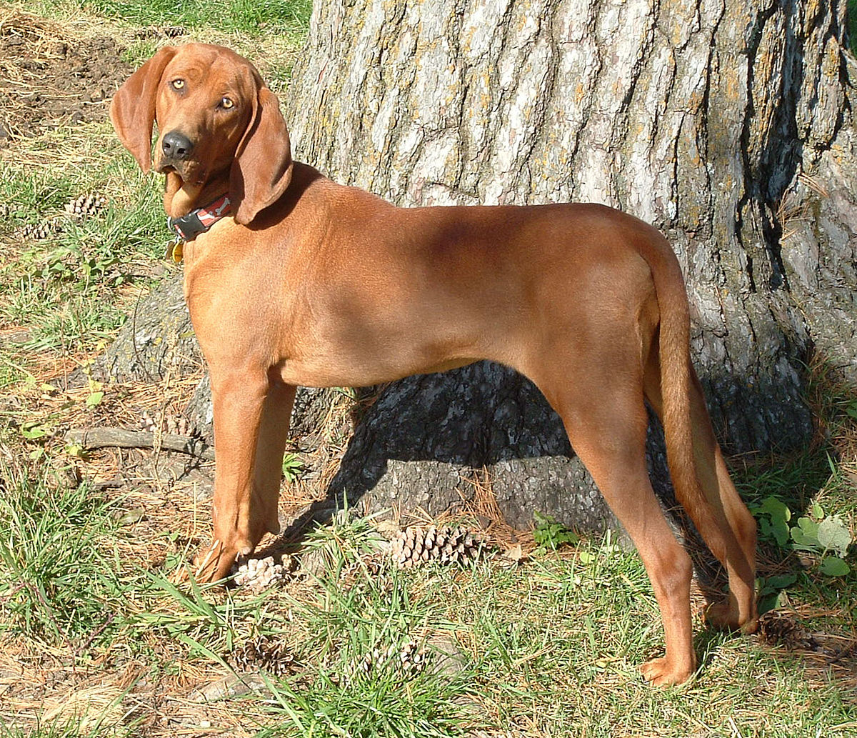 redbone coonhound stuffed animal