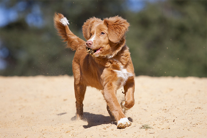 nova scotia duck tolling retriever training