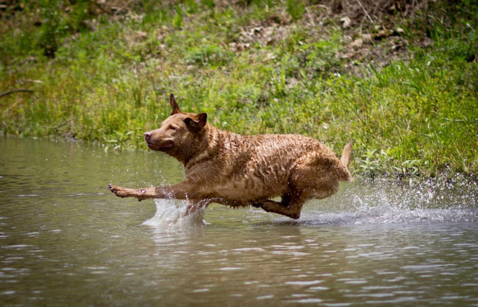 chesapeake bay retriever swimming
