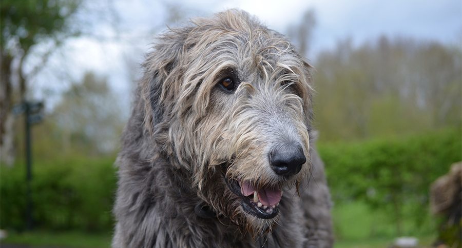 Irish Wolfhound My Pet World