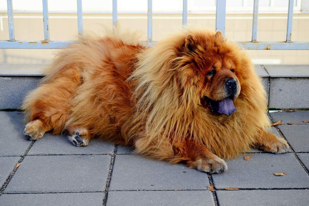 Chow Chow My Pet World
