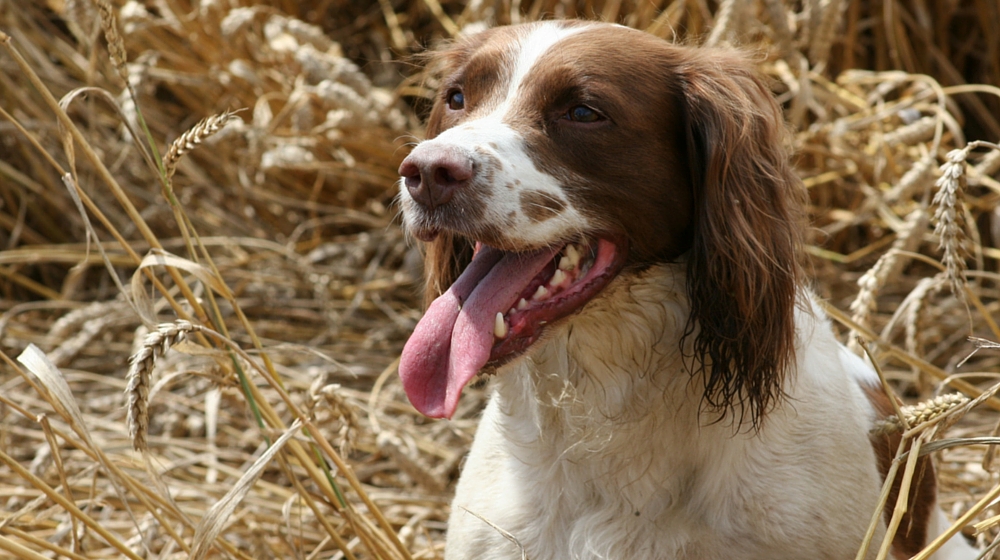 English Springer Spaniel My Pet World