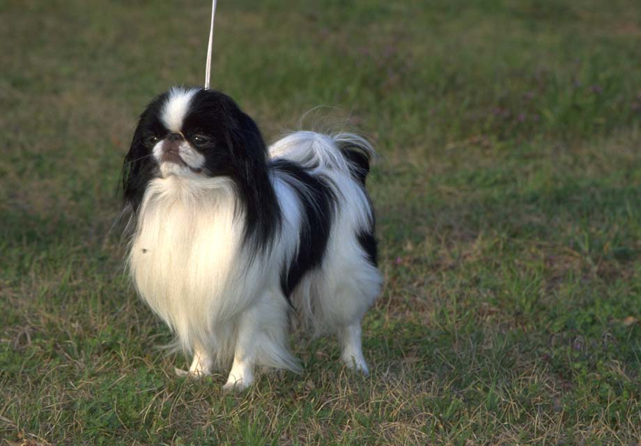 japanese spaniel for sale