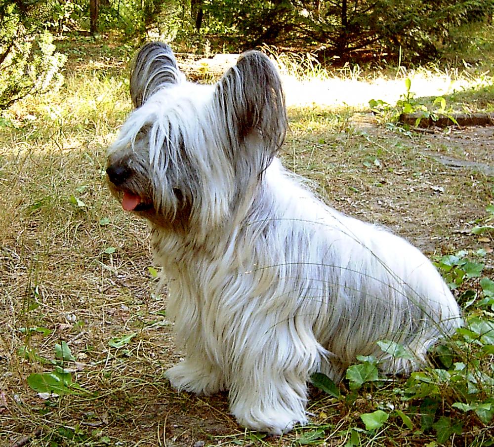 white skye terrier