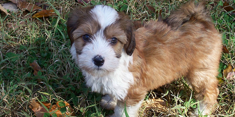 Tibetan Terrier My Pet World