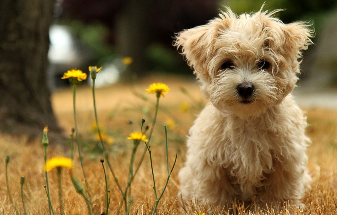 Yorkipoo 