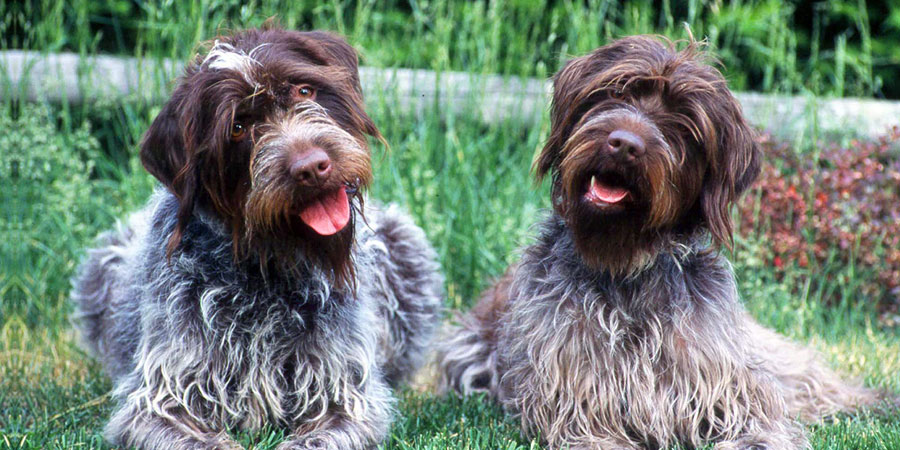 pointing wirehaired griffon