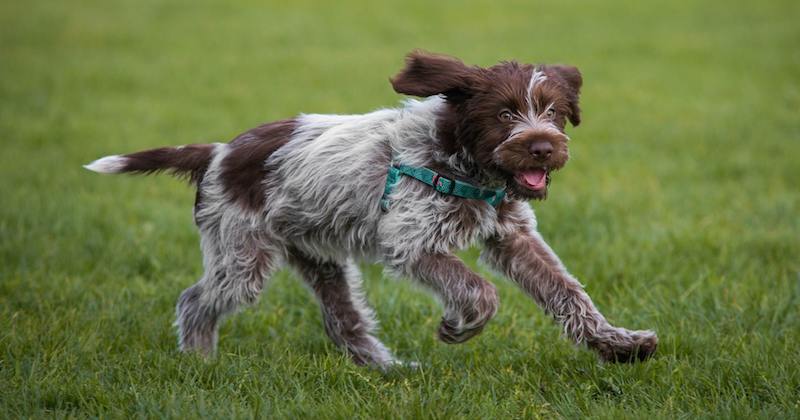 pointing wirehaired griffon