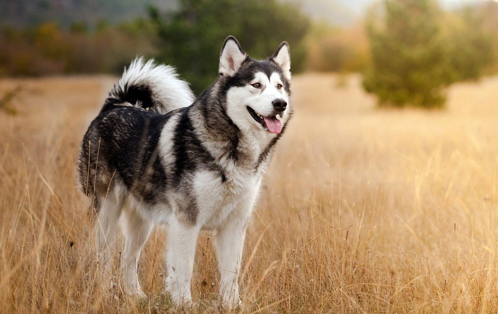 Alaskan Malamute My Pet World