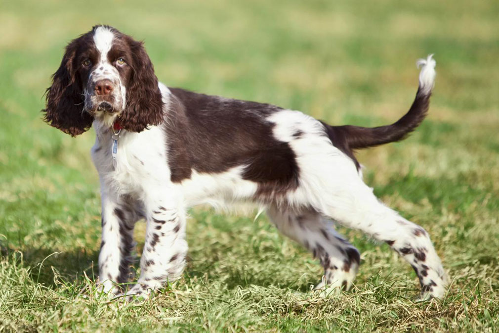 English Springer Spaniel My Pet World