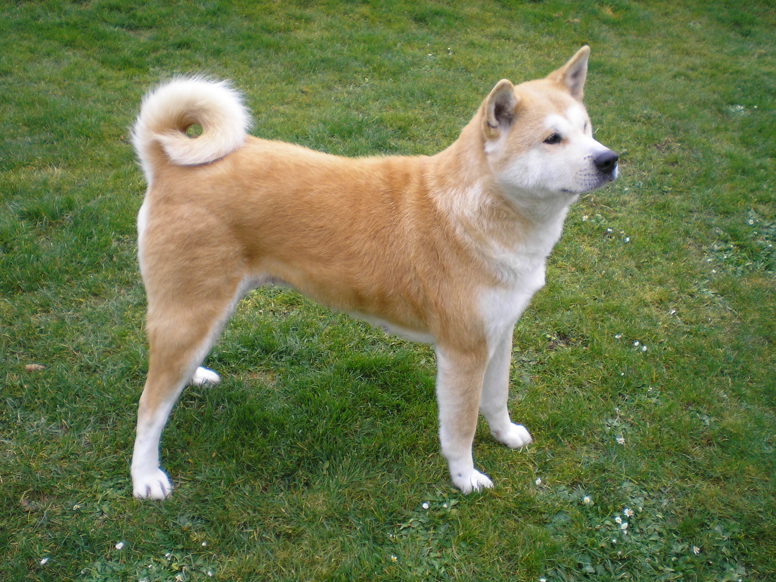 fawn-colors-akita-inu – My Pet World