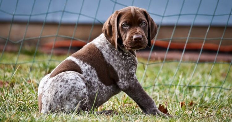 German Shorthaired Pointer My Pet World