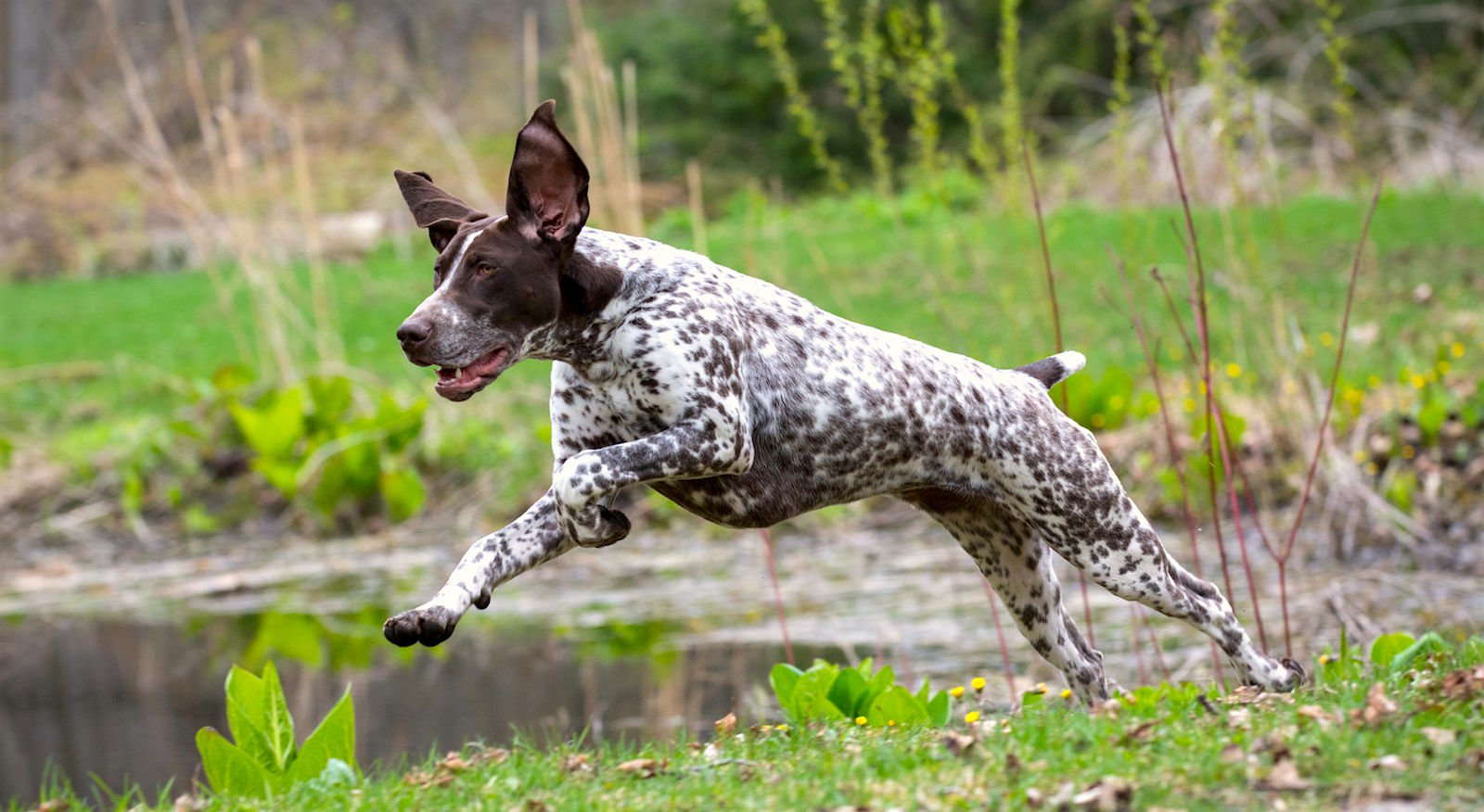 German Shorthaired Pointer Dog Breed Minepuppy My Pet World