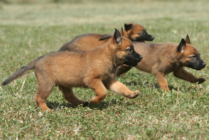 Groupe De Chiots Berger Belge Malinois My Pet World