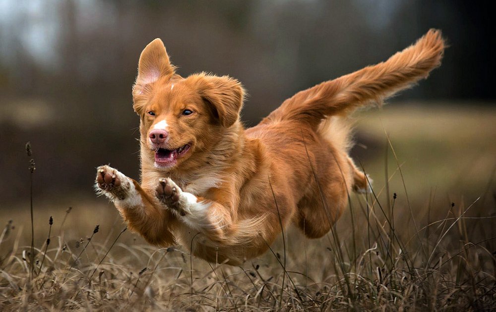 nova scotia duck tolling retriever dance