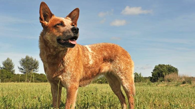 red-heeler-my-pet-world