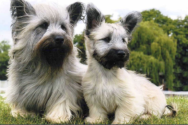 Skye Terrier My Pet World