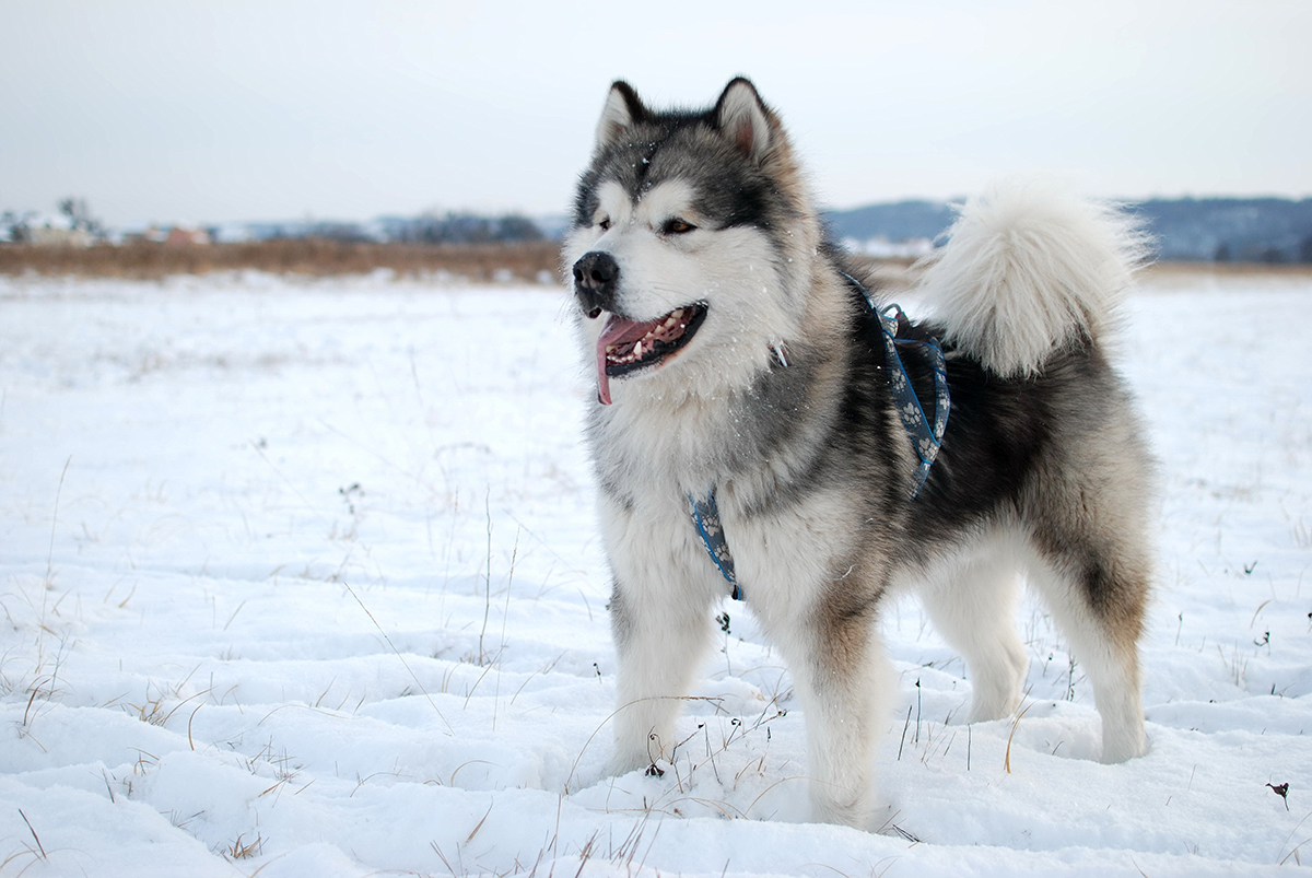 Alaskan Malamute My Pet World