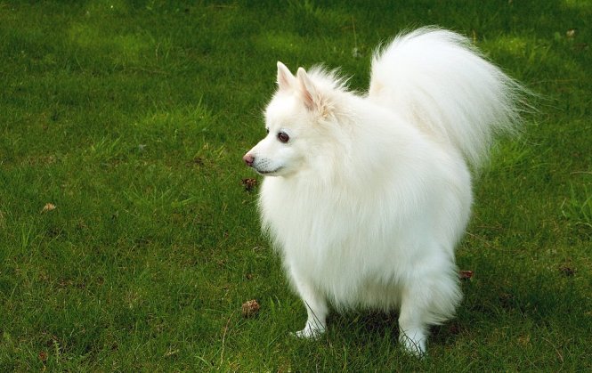 stuffed american eskimo dog