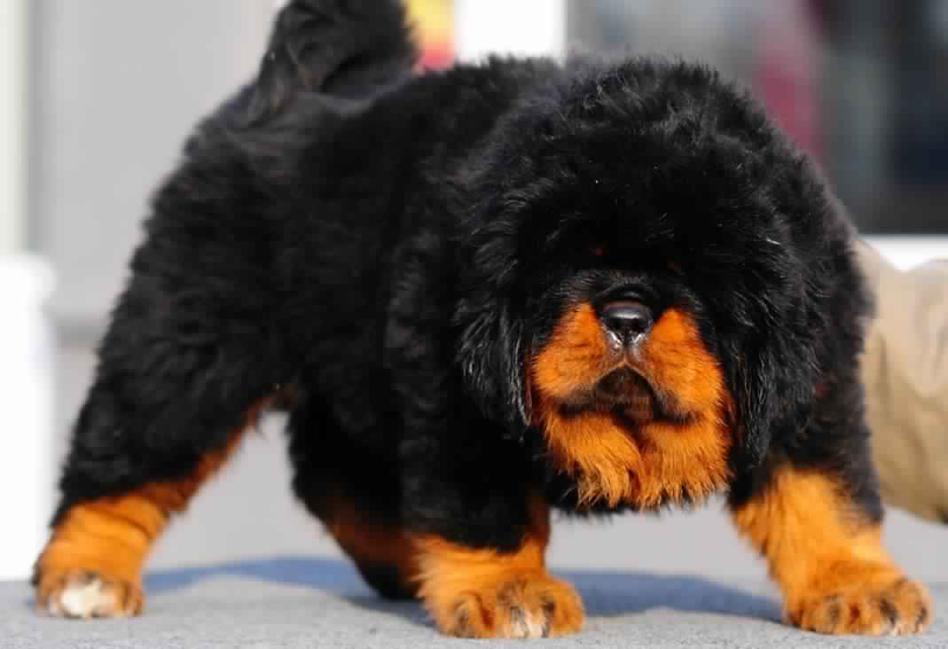 do tibetan mastiffs shed