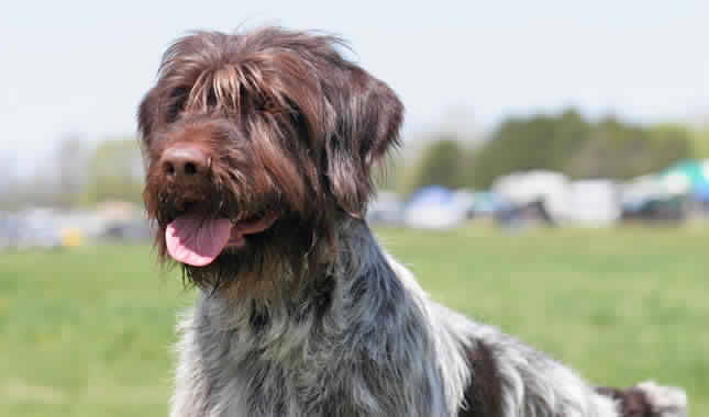 wirehaired pointing griffon stuffed animal