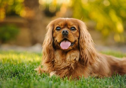 Sporting Dog Breeds