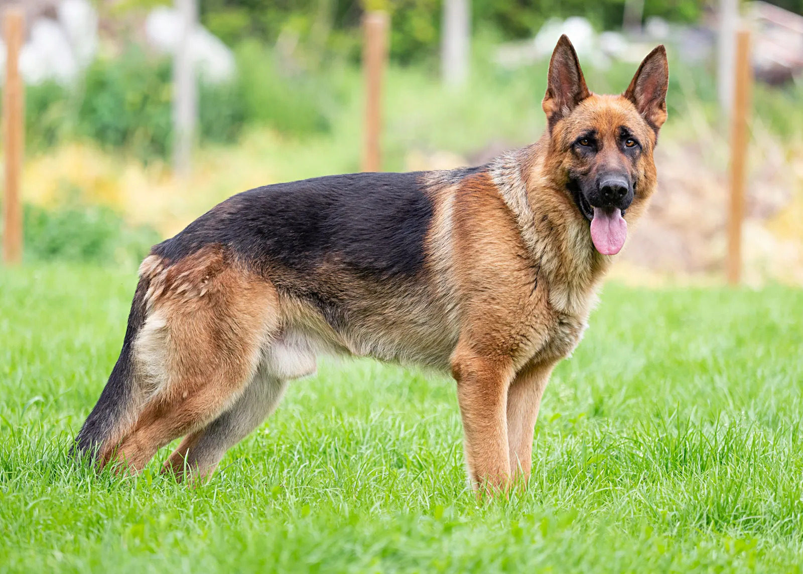 Herding Dog Breeds