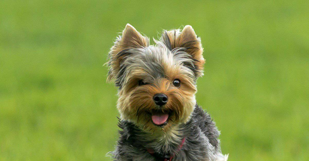 Terrier Dog Breeds